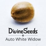 395551191_w640_h640_auto_white_widow-500x500.jpg
