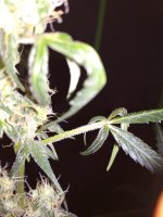IMG_20171222_092558.jpg