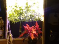20171224_170651.jpg