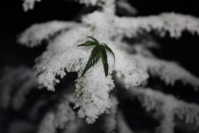 Изображение 213.JPG