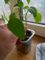 DSCN4335.JPG