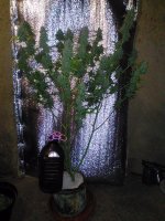 P_20171224_085907_DF.jpg