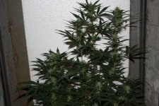 IMG_0309.JPG