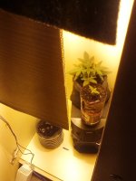 IMG_20180101_194603.jpg IMG_20180101_194603.jpg
