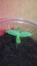 20180105_210420.jpg