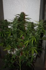 IMG_0605.JPG