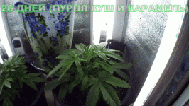 26_ДНЕЙ.gif