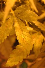 DSC_0858.JPG
