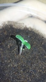 20180107_215552.jpg