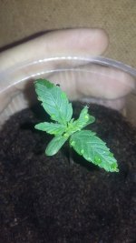 20180107_215630.jpg