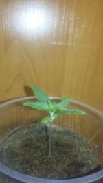 20180109_231812.jpg