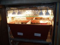 Бокс растихи (2).JPG