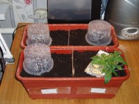 Растихи 15 янв 2.JPG