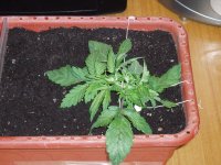 Растихи 15 янв3.JPG