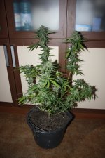 IMG_0767.JPG