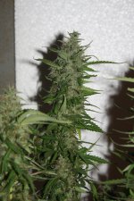 IMG_0789.JPG
