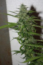 IMG_0791.JPG