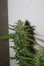 IMG_0792.JPG