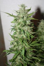 IMG_0796.JPG