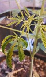 Opera Снимок_2018-01-17_000701_vk.com.png