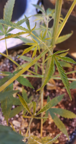 Opera Снимок_2018-01-17_000832_vk.com.png