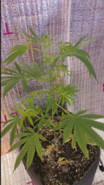 Opera Снимок_2018-01-17_015224_vk.com.png