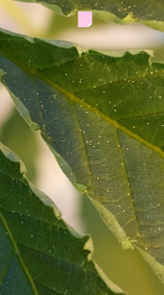 Opera Снимок_2018-01-17_014532_vk.com.png