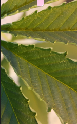 Opera Снимок_2018-01-17_014610_vk.com.png