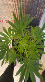 Opera Снимок_2018-01-17_015248_vk.com.png