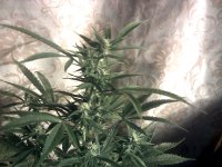 vlcsnap-00020 копия.jpg