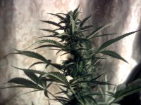 vlcsnap-00033 копия.jpg