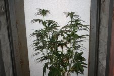 IMG_0324.JPG IMG_0324.JPG