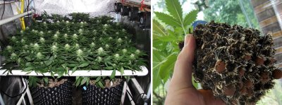 air-pot-roots-1.jpg