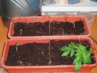 Растихи 18 янв 4.JPG