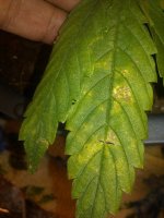 IMG_20180118_180820.jpg IMG_20180118_180820.jpg