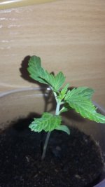 20180115_213325.jpg