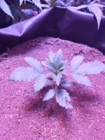 IMG_20180116_213906.jpg