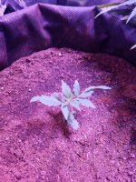 IMG_20180117_213346.jpg