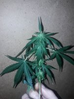 20180119_233807.jpg 20180119_233807.jpg