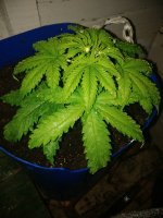 IMG_20180120_184027.jpg