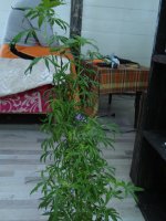 DSC01538.JPG
