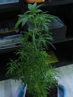 DSC01537.JPG
