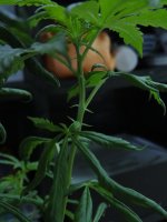 DSC01536.JPG
