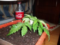 Растихи 18 янв 2.JPG