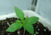 ak peace крымские семечки1.jpg