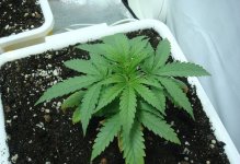 ak peace крымские семечки2.jpg