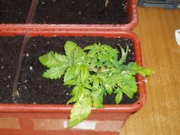 Мазар 23 янв.JPG