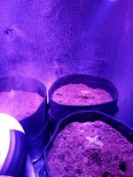 IMG_20180124_173539.jpg