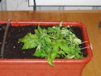 24 янв Мазар Растянутый.JPG