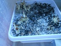 DSCN4351.JPG